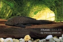 Wels L152 Orinoko-Tannenzapfenwels, Pseudorinelepis Genibarbis -Zoohandlung L 152 Pseudorinelepis sp 2