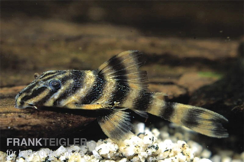 Rio Negro-Tigerharnischwels, L169, LDA1, Panaqolus Sp., 3-4 Cm 4 Rio Negro-Tigerharnischwels, L169, LDA1, Panaqolus Sp., 3-4 Cm – Bild 2