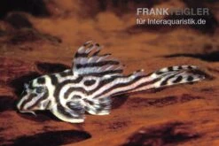 Zebra-Harnischwels, Hypancistrus Spec. L173b "NEW ZEBRA", 4-5 Cm 7 Zebra-Harnischwels, Hypancistrus Spec. L173b "NEW ZEBRA", 4-5 Cm -Zoohandlung L 173 Hypancistrus sp NEW ZEBRA