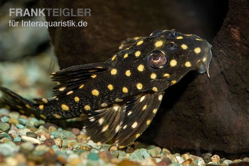 Orinoco-Engelsharnischwels, L201, Hypancistrus Sp. 3 Orinoco-Engelsharnischwels, L201, Hypancistrus Sp.