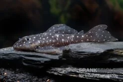 Orinoco-Engelsharnischwels, L201, Hypancistrus Sp. 9 Orinoco-Engelsharnischwels, L201, Hypancistrus Sp. -Zoohandlung L 201 Hypancistrus spec 2