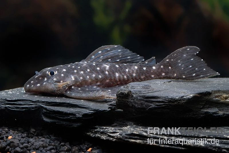 Orinoco-Engelsharnischwels, L201, Hypancistrus Sp. 6 Orinoco-Engelsharnischwels, L201, Hypancistrus Sp. – Bild 4