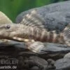 Wels L 288 Zwergschilderwels, Peckoltia Spec 2 Wels L 288 Zwergschilderwels, Peckoltia Spec -Zoohandlung L 288 Peckoltia spec