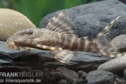 Wels L 288 Zwergschilderwels, Peckoltia Spec