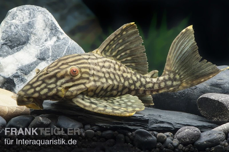 Wels L 330 Panaque Spec 3 Wels L 330 Panaque Spec