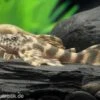 Wels L 387 Pracht-Zwergschilderwels, Ancistomus -Zoohandlung L 387 Ancistomus spec 7