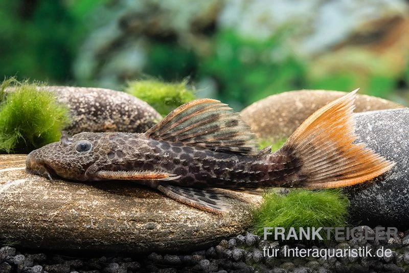 Leopard-Kaktuswels, L 114, LDA 7, L427 Pseudacanthicus Cf. Leopardus 4 Leopard-Kaktuswels, L 114, LDA 7, L427 Pseudacanthicus Cf. Leopardus – Bild 2