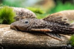 Leopard-Kaktuswels, L 114, LDA 7, L427 Pseudacanthicus Cf. Leopardus 12 Leopard-Kaktuswels, L 114, LDA 7, L427 Pseudacanthicus Cf. Leopardus -Zoohandlung L 427 Pseudacanthicus cf leopardus 11