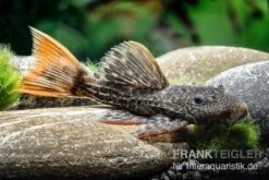 Leopard-Kaktuswels, L 114, LDA 7, L427 Pseudacanthicus Cf. Leopardus 13 Leopard-Kaktuswels, L 114, LDA 7, L427 Pseudacanthicus Cf. Leopardus -Zoohandlung L 427 Pseudacanthicus cf leopardus 13