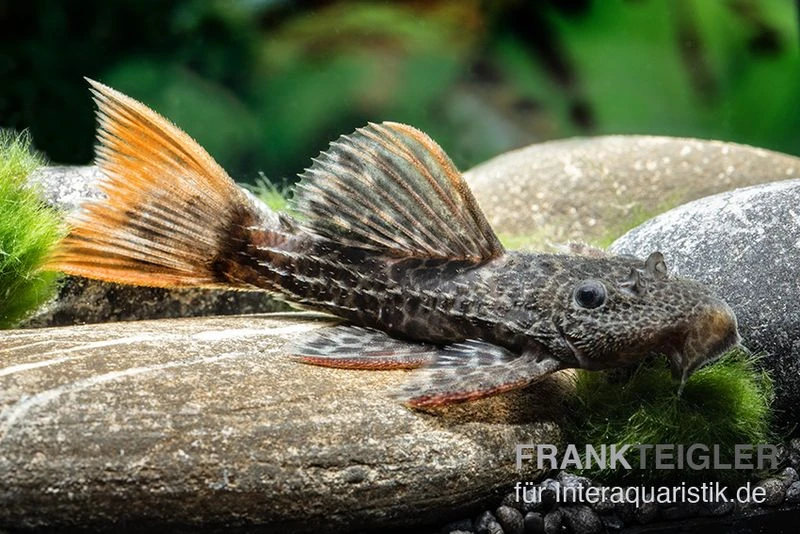 Leopard-Kaktuswels, L 114, LDA 7, L427 Pseudacanthicus Cf. Leopardus 8 Leopard-Kaktuswels, L 114, LDA 7, L427 Pseudacanthicus Cf. Leopardus – Bild 6