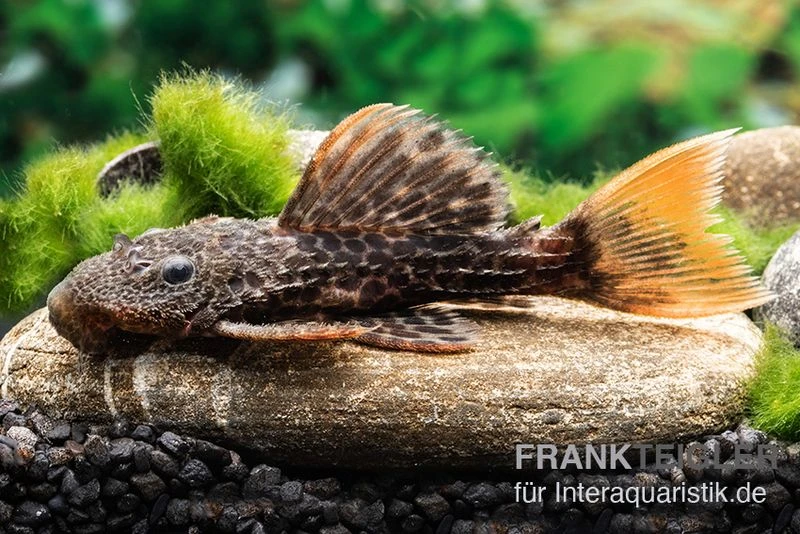 Leopard-Kaktuswels, L 114, LDA 7, L427 Pseudacanthicus Cf. Leopardus 3 Leopard-Kaktuswels, L 114, LDA 7, L427 Pseudacanthicus Cf. Leopardus