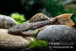 Leopard-Kaktuswels, L 114, LDA 7, L427 Pseudacanthicus Cf. Leopardus 11 Leopard-Kaktuswels, L 114, LDA 7, L427 Pseudacanthicus Cf. Leopardus -Zoohandlung L 427 Pseudacanthicus cf leopardus 6