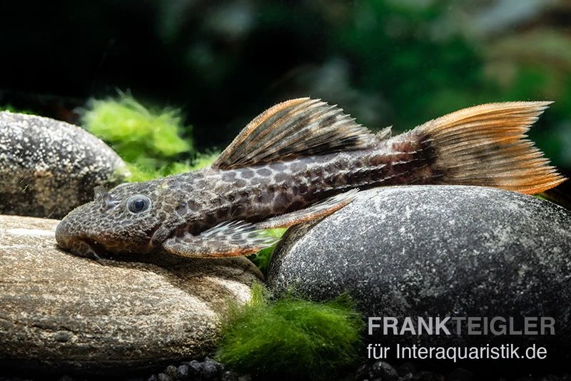 Leopard-Kaktuswels, L 114, LDA 7, L427 Pseudacanthicus Cf. Leopardus 6 Leopard-Kaktuswels, L 114, LDA 7, L427 Pseudacanthicus Cf. Leopardus – Bild 4