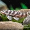 Harnischwels L 450, Hypancistrus Sp. "Santarem" -Zoohandlung L 450 Hypancistrus spec Santarem 3