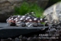 Mini Snowball Pleco, L471, Hypancistrus Sp. "Dwarf" -Zoohandlung L 471 Hypancistrus sp 6