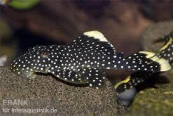 Gelbsaum-Prachtharnischwels, L81, Baryancistrus Spec., 4-8 Cm