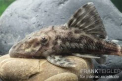 Weißschwanz-Panaque, L90, Panaque Sp. -Zoohandlung L 90 Panaque spec