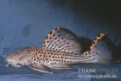 Wels L91 Orangesaum-Rüsselzahnwels, Leporacanthicus Triactis -Zoohandlung L 91 Leporacanthicus triactis