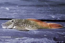 Rotflossen-Gebirgsharnischwels, L276, Chaetsotoma Lineopunctatum