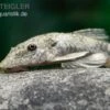 LDA 25 Pitbull Pleco, Parotocinclus Jumbo -Zoohandlung LDA 25 Pitbull Pleco Parotocinclus jumbo 1