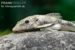 LDA 25 Pitbull Pleco, Parotocinclus Jumbo