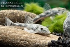 LDA 25 Pitbull Pleco, Parotocinclus Jumbo -Zoohandlung LDA 25 Pitbull Pleco Parotocinclus jumbo 3