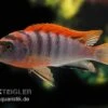 Labidochromis Hongi "Red Top Schweden", Extra Rot, DNZ -Zoohandlung Labidochromis hongi schweden Labidochromis hongi RE