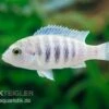 Labidochromis Spec. CHISUMULAE MBWECA THUMBI, DNZ -Zoohandlung Labidochromis spec CHISUMULAE MBWECA THUMBI