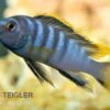 Labidochromis Spec. MBAMBA BAY, DNZ 1 Labidochromis Spec. MBAMBA BAY, DNZ -Zoohandlung Labidochromis spec Mbamba Bay