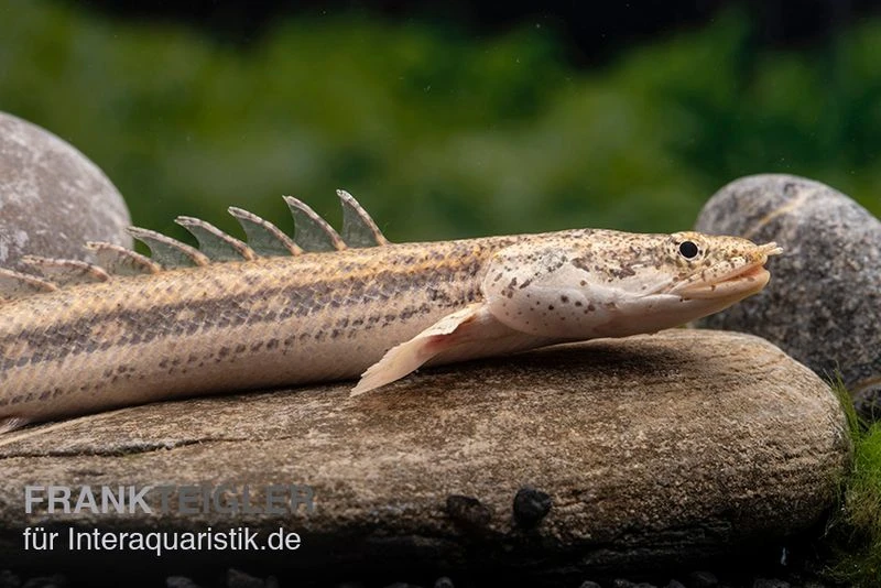 Lapradei-Flösselhecht, Polypterus Lapradei, 20-30 Cm 3 Lapradei-Flösselhecht, Polypterus Lapradei, 20-30 Cm