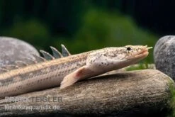 Lapradei-Flösselhecht, Polypterus Lapradei, 20-30 Cm 7 Lapradei-Flösselhecht, Polypterus Lapradei, 20-30 Cm -Zoohandlung Lapradei Floesselhecht Polypterus lapradei 2