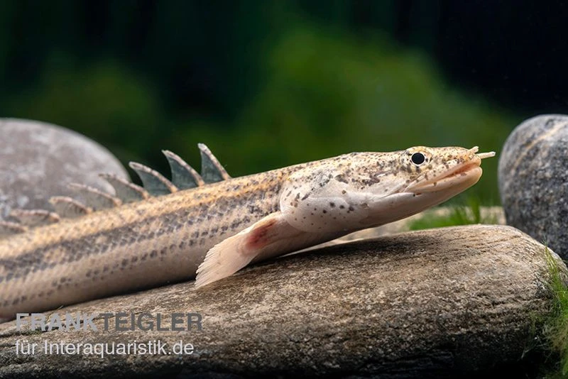 Lapradei-Flösselhecht, Polypterus Lapradei, 20-30 Cm 4 Lapradei-Flösselhecht, Polypterus Lapradei, 20-30 Cm – Bild 2