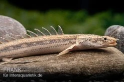 Lapradei-Flösselhecht, Polypterus Lapradei, 20-30 Cm 9 Lapradei-Flösselhecht, Polypterus Lapradei, 20-30 Cm -Zoohandlung Lapradei Floesselhecht Polypterus lapradei 4