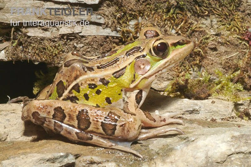 Leopardfrosch, Rana Pipiens 4 Leopardfrosch, Rana Pipiens – Bild 2