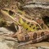 Leopardfrosch, Rana Pipiens -Zoohandlung Leopardfrosch Rana pipiens 2