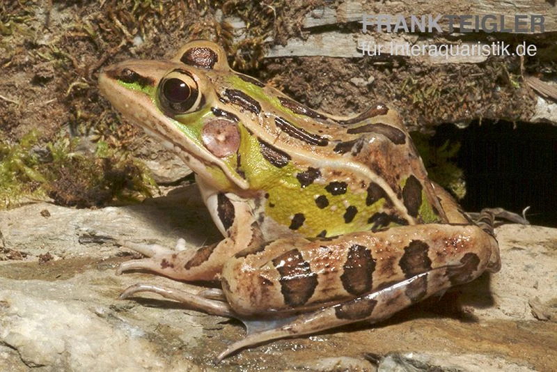 Leopardfrosch, Rana Pipiens 3 Leopardfrosch, Rana Pipiens