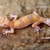Leopardgecko, Eublepharis Macularius, APTOR 2 Leopardgecko, Eublepharis Macularius, APTOR -Zoohandlung Leopardgecko Eublepharis macularius Aptor