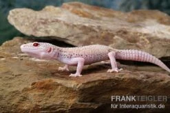 Leopardgecko, Eublepharis Macularius, BELL ALBINO ENIGMA 13 Leopardgecko, Eublepharis Macularius, BELL ALBINO ENIGMA -Zoohandlung Leopardgecko Eublepharis macularius Bell Albino Enigma 12