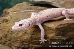 Leopardgecko, Eublepharis Macularius, BELL ALBINO ENIGMA 14 Leopardgecko, Eublepharis Macularius, BELL ALBINO ENIGMA -Zoohandlung Leopardgecko Eublepharis macularius Bell Albino Enigma 14