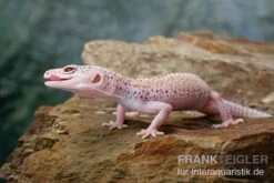 Leopardgecko, Eublepharis Macularius, BELL ALBINO ENIGMA 15 Leopardgecko, Eublepharis Macularius, BELL ALBINO ENIGMA -Zoohandlung Leopardgecko Eublepharis macularius Bell Albino Enigma 22