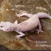 Leopardgecko, Eublepharis Macularius, BELL ALBINO ENIGMA 2 Leopardgecko, Eublepharis Macularius, BELL ALBINO ENIGMA -Zoohandlung Leopardgecko Eublepharis macularius Bell Albino Enigma 24