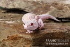 Leopardgecko, Eublepharis Macularius, BELL ALBINO ENIGMA 11 Leopardgecko, Eublepharis Macularius, BELL ALBINO ENIGMA -Zoohandlung Leopardgecko Eublepharis macularius Bell Albino Enigma 4
