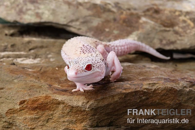 Leopardgecko, Eublepharis Macularius, BELL ALBINO ENIGMA 5 Leopardgecko, Eublepharis Macularius, BELL ALBINO ENIGMA – Bild 3