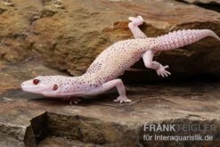 Leopardgecko, Eublepharis Macularius, BELL ALBINO ENIGMA 12 Leopardgecko, Eublepharis Macularius, BELL ALBINO ENIGMA -Zoohandlung Leopardgecko Eublepharis macularius Bell Albino Enigma 6