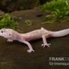 Leopardgecko, Eublepharis Macularius, BELL ALBINO MACK SNOW 1 Leopardgecko, Eublepharis Macularius, BELL ALBINO MACK SNOW -Zoohandlung Leopardgecko Eublepharis macularius Bell Albino Mack Snow 10