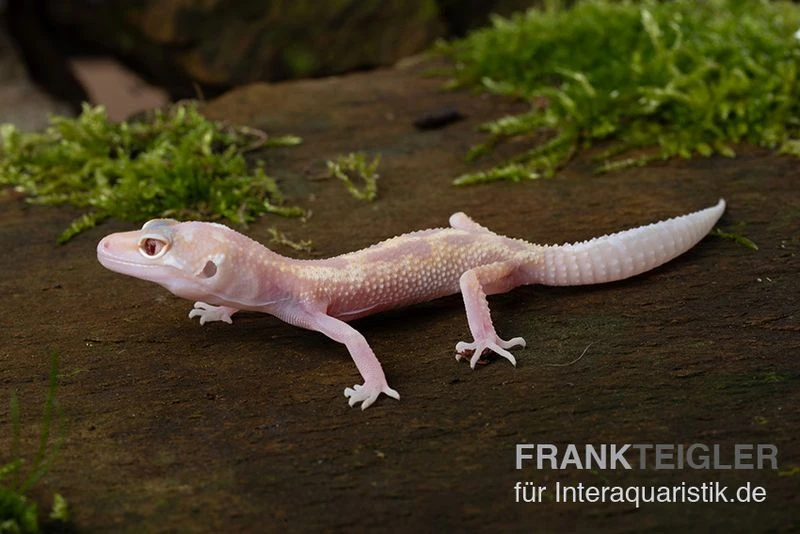 Leopardgecko, Eublepharis Macularius, BELL ALBINO MACK SNOW 3 Leopardgecko, Eublepharis Macularius, BELL ALBINO MACK SNOW