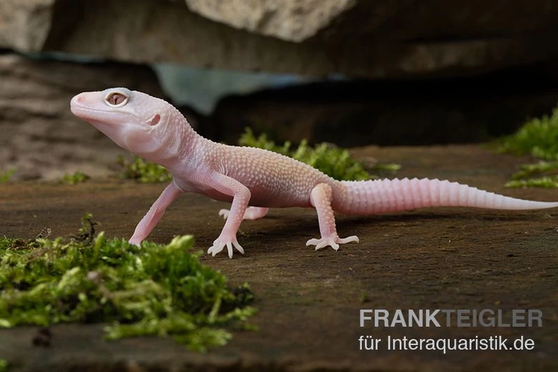 Leopardgecko, Eublepharis Macularius, BLIZZARD 3 Leopardgecko, Eublepharis Macularius, BLIZZARD