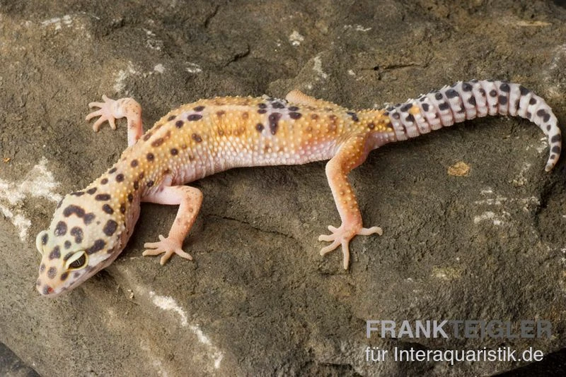 Leopardgecko, Eublepharis Macularius, ENIGMA 4 Leopardgecko, Eublepharis Macularius, ENIGMA – Bild 2