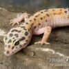 Leopardgecko, Eublepharis Macularius, ENIGMA -Zoohandlung Leopardgecko Eublepharis macularius Enigma 2