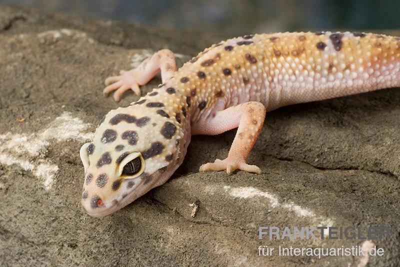 Leopardgecko, Eublepharis Macularius, ENIGMA 3 Leopardgecko, Eublepharis Macularius, ENIGMA